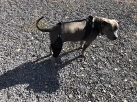Dog Torn Acl Brace review 0