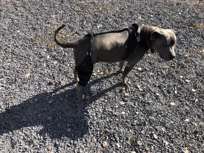 Dog Torn Acl Brace review 