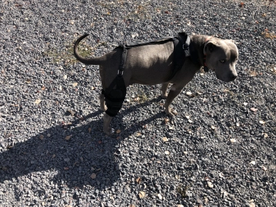 Dog Torn Acl Brace review 