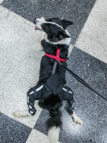 Luxating Patella Dog Knee Brace review Abigail 01