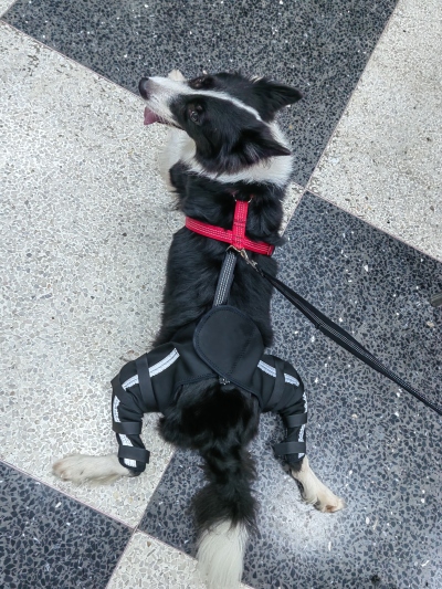 Luxating Patella Dog Knee Brace review 