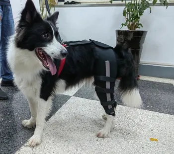 Luxating Patella Dog Knee Brace review Abigail 02