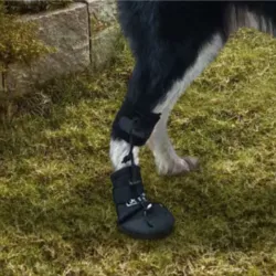No Knuckling Boot Brace for Dogs review Jenni R