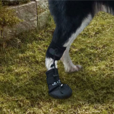 No Knuckling Boot Brace for Dogs review 