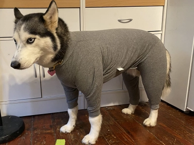 Anti Licking Jumpsuit  for Dogs review 
