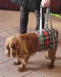 Grid Dog Lift Harness for Back Legs review Hailey