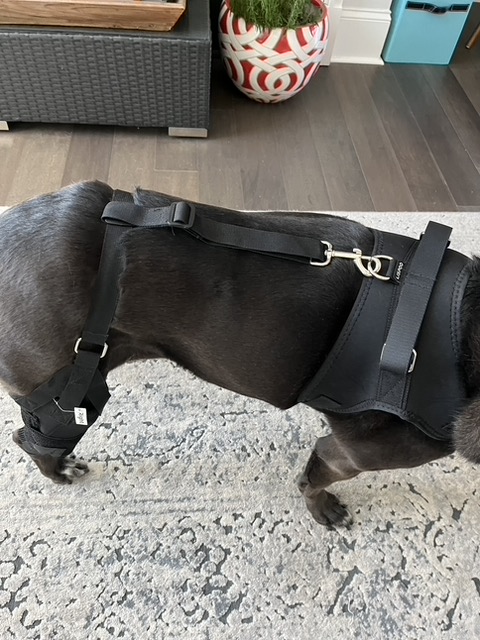 Dog Torn Acl Brace review 0