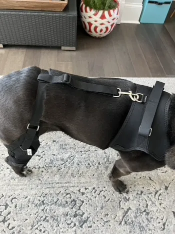 Dog Torn Acl Brace review Kelsey