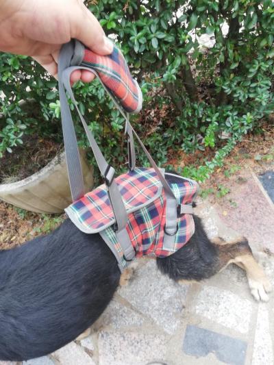 Grid Dog Lift Harness for Back Legs review 