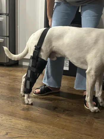 Hinged Dog Leg Brace review Limpypet