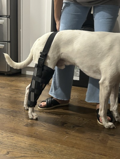 Hinged Dog Leg Brace review 