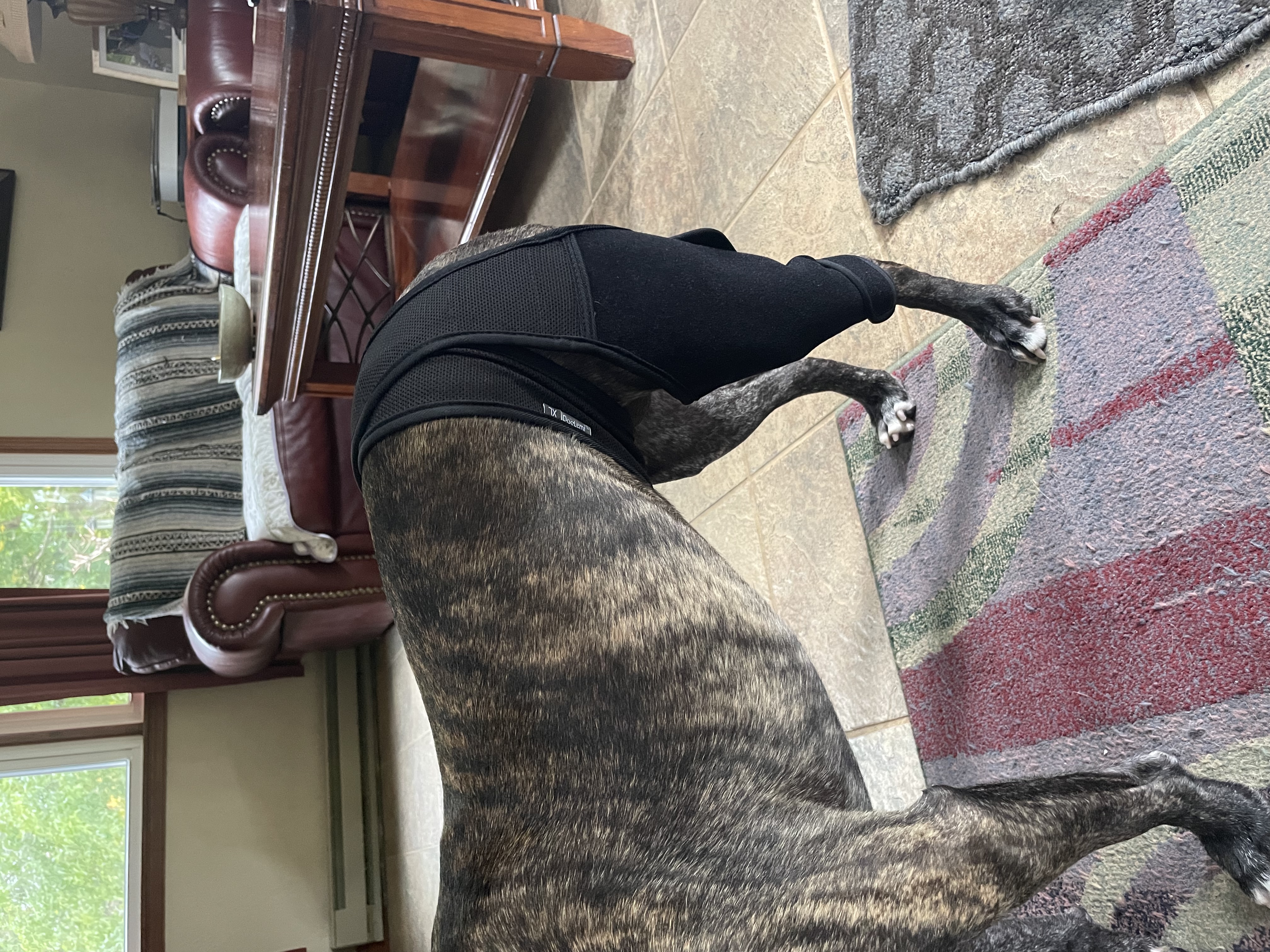Dog Knee Brace For Torn Acl review 0