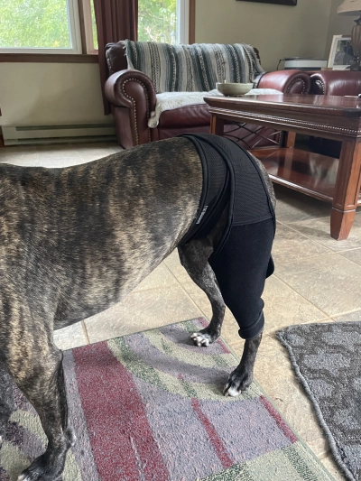 Dog Knee Brace For Torn Acl review 