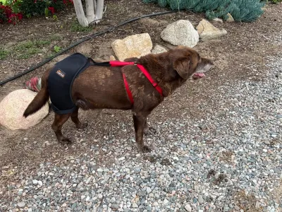 Dog Hip Dysplasia Brace review 