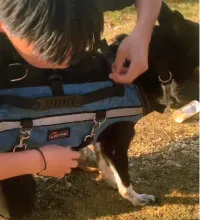 Dog Full Body Lift Backpack Harness review 0