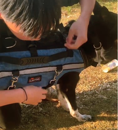 Dog Full Body Lift Backpack Harness review 