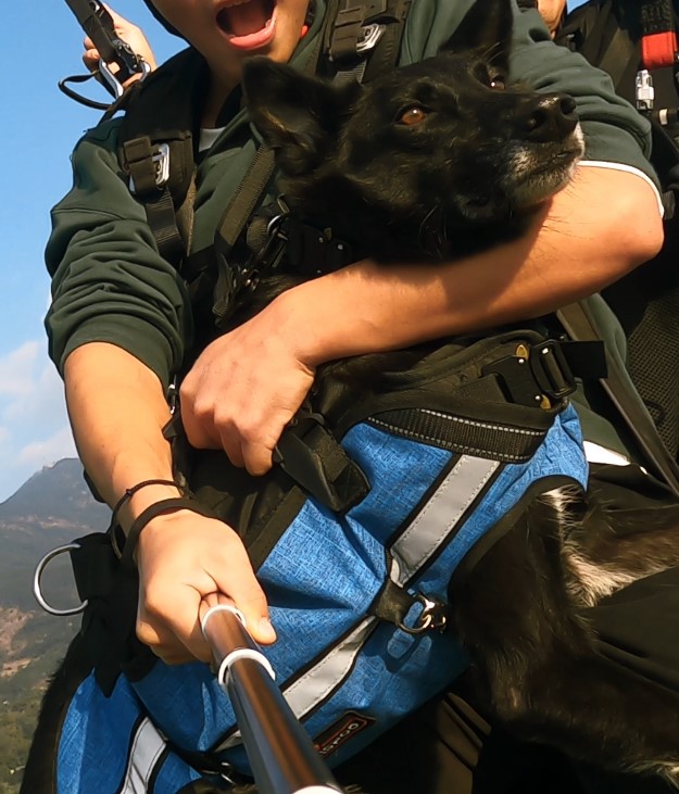 Dog Full Body Lift Backpack Harness review Pamela Myers 02