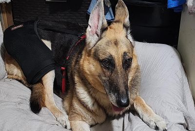 Dog Hip Dysplasia Brace review 