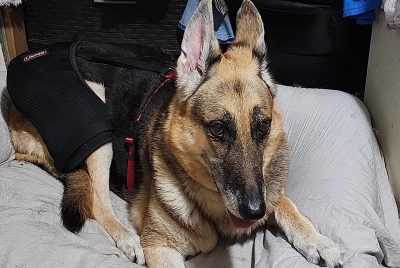 Dog Hip Dysplasia Brace review 