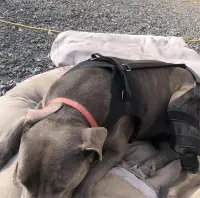 Dog Torn Acl Brace review 0