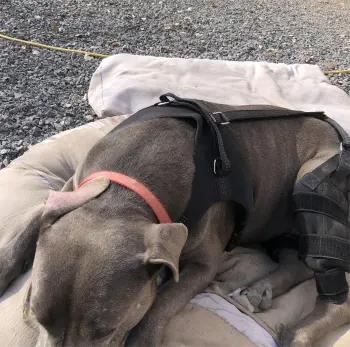 Dog Torn Acl Brace review Jamie