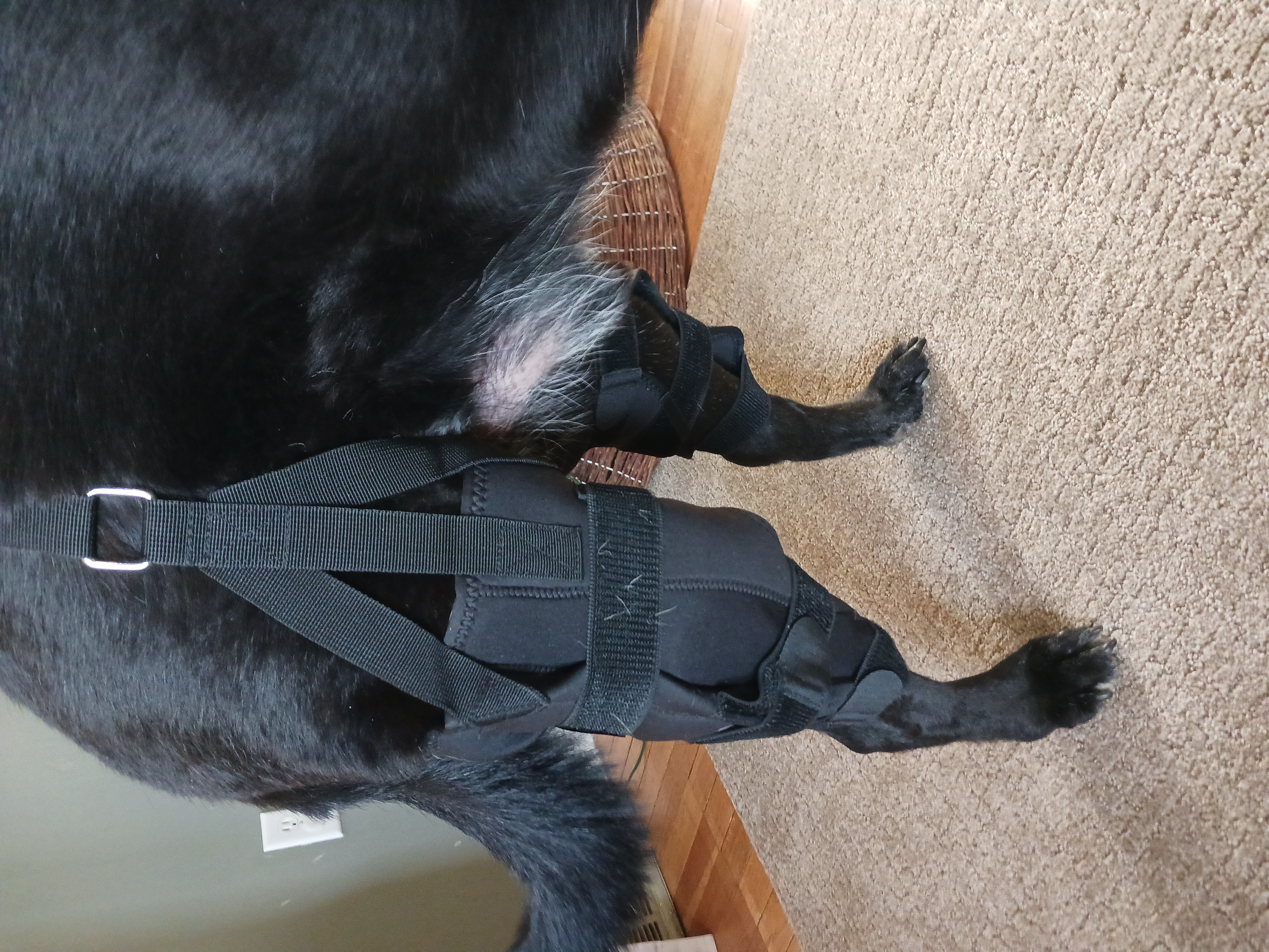 Dog Torn Acl Brace review 0