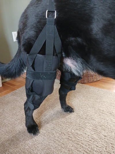 Dog Torn Acl Brace review 