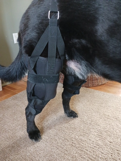 Dog Torn Acl Brace review 