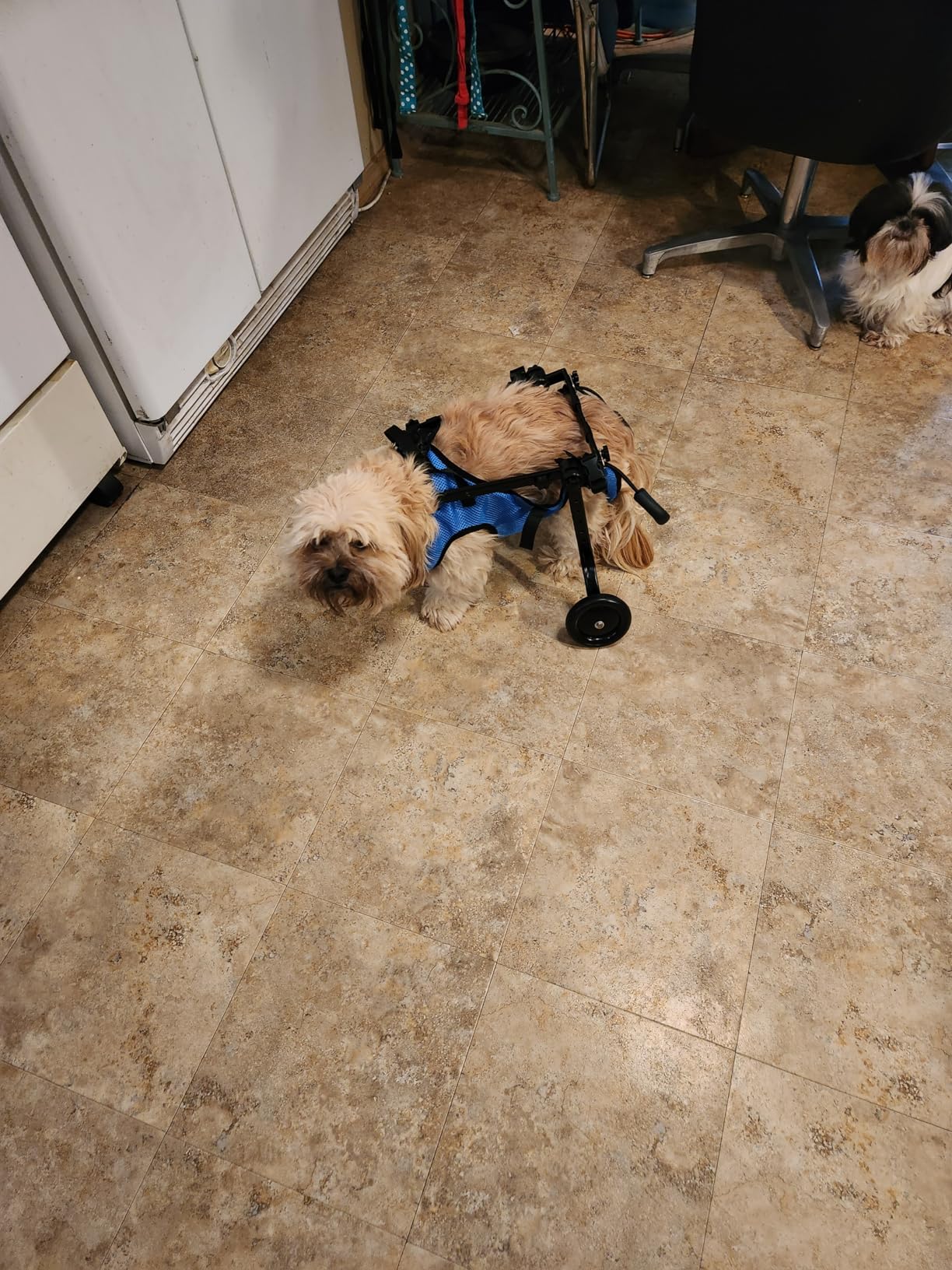Dog Rear Leg Disability Rehabilitation Wheelchair review Deedee blanshan
