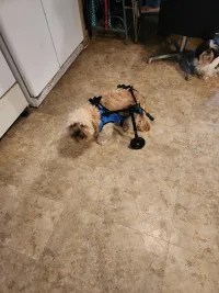 Dog Rear Leg Disability Rehabilitation Wheelchair review 0
