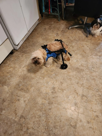 Dog Rear Leg Disability Rehabilitation Wheelchair review 