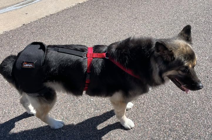 Dog Hip Dysplasia Brace review 0