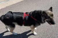 Dog Hip Dysplasia Brace review 0