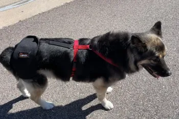 Dog Hip Dysplasia Brace review G. Abello