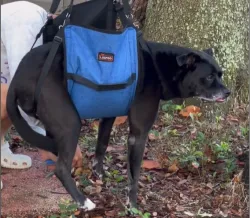  Belly Sling for Large Dogs review MarjoGJ