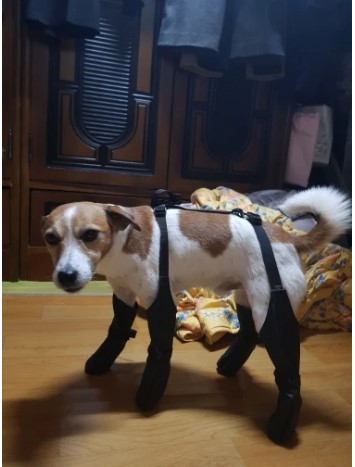 Waterproof Anti-Slip Dog Boots review Don Bingham