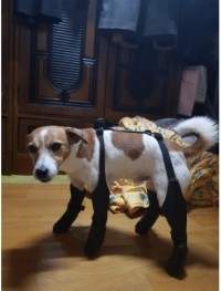 Waterproof Anti-Slip Dog Boots review 0