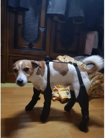 Waterproof Anti-Slip Dog Boots review 