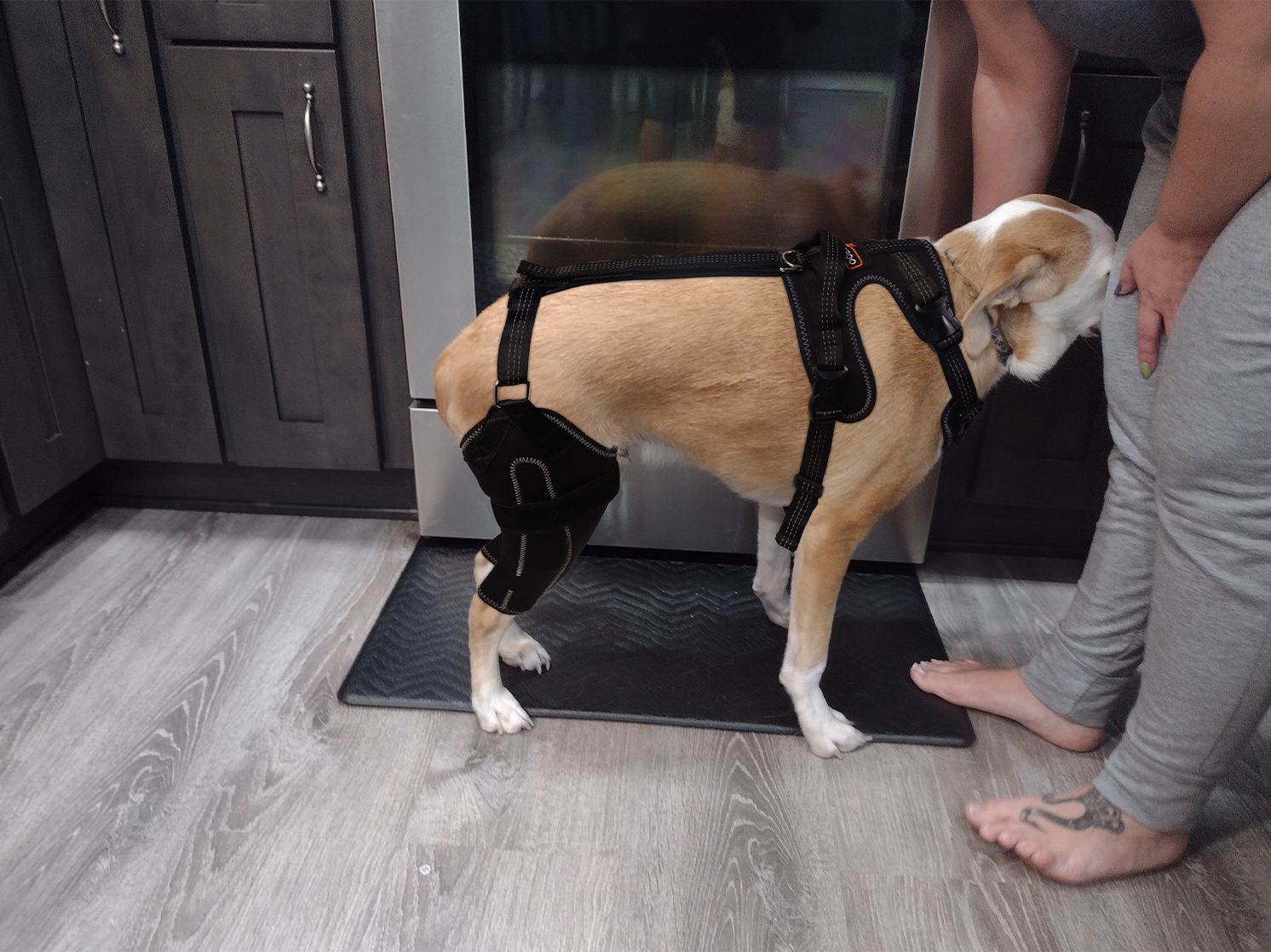 Dog Knee Brace with Metal Splint Hinge Support for ACL review 0