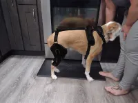 Dog Knee Brace with Metal Splint Hinge Support for ACL review 0