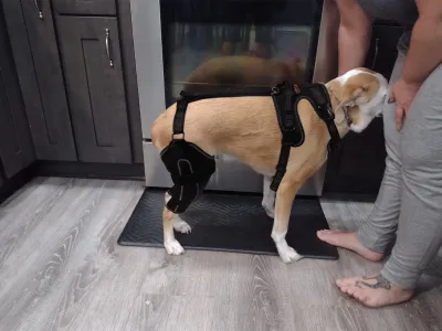 Dog Knee Brace with Metal Splint Hinge Support for ACL review 