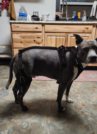 Dog Knee Brace with Metal Splint Hinge Support for ACL review 