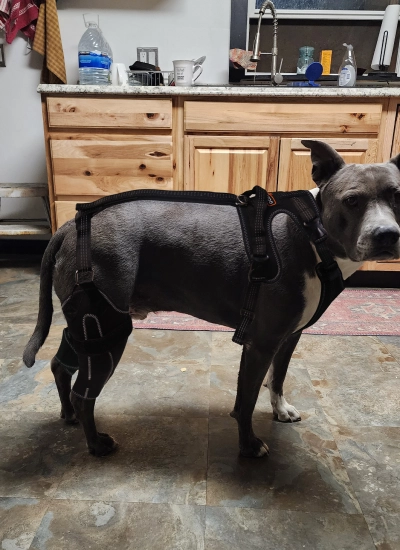 Dog Knee Brace with Metal Splint Hinge Support for ACL review 