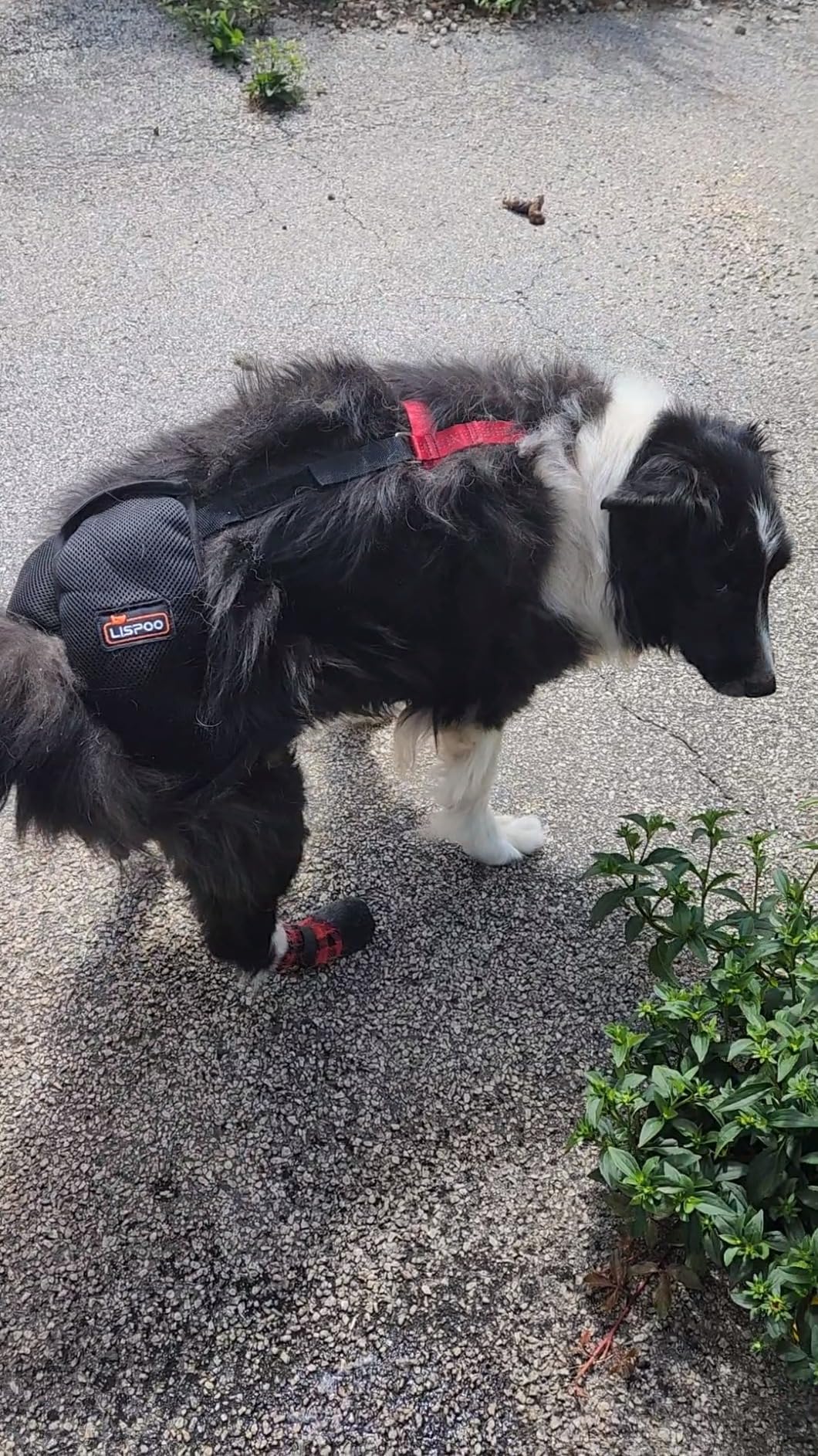 Dog Hip Dysplasia Brace review 0