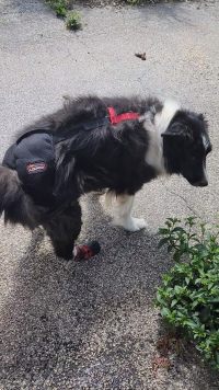 Dog Hip Dysplasia Brace review 0
