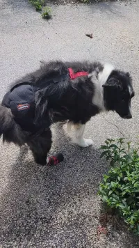 Dog Hip Dysplasia Brace review 0