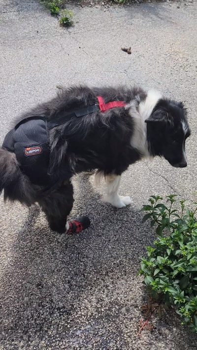 Dog Hip Dysplasia Brace review 