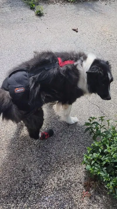 Dog Hip Dysplasia Brace review 