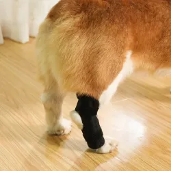 Extra Supportive Dog Hock Warp Brace review Calliope