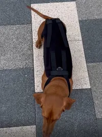 Lightweight Dog IVDD Back Brace  review 0